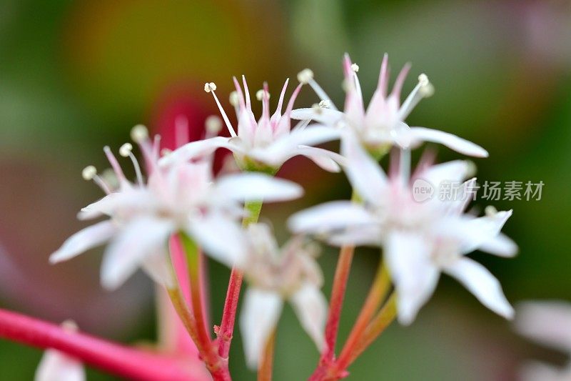 桂花/玉石植物/银杏花